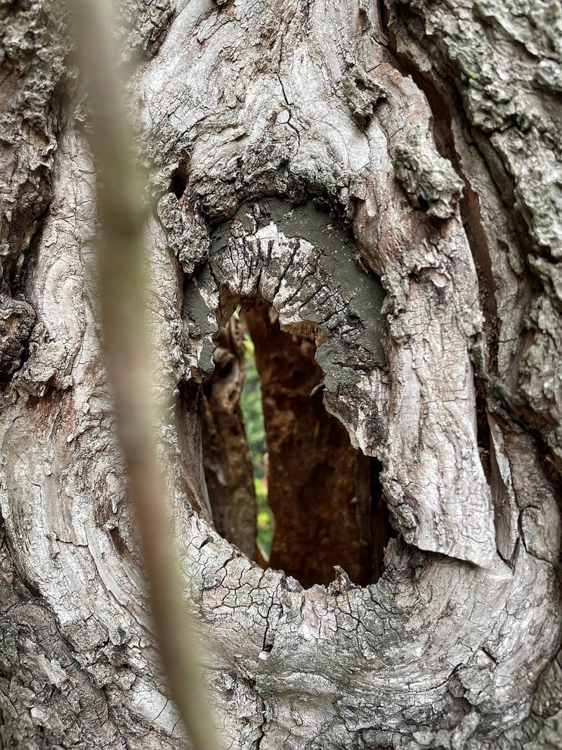 Pixie Hollows