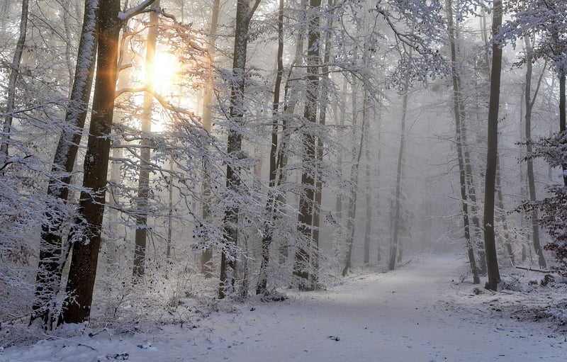Enchanted Forest